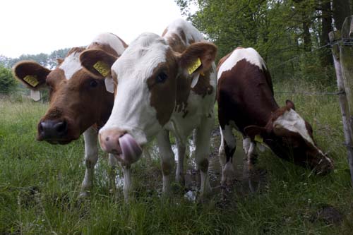 Loonsche Heide   border=