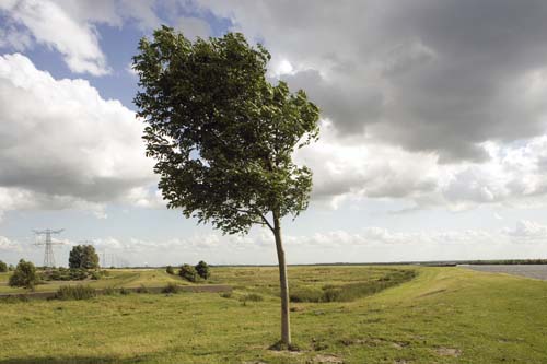 Bergen op Zoom - Molenplaat  border=