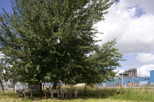 Bergen op Zoom  border=