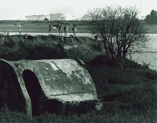 De Lickebaert  Vlaardingen